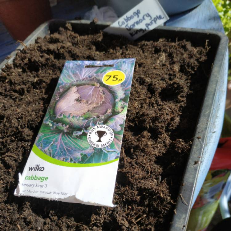 plant image 1311156 plant image 1311156