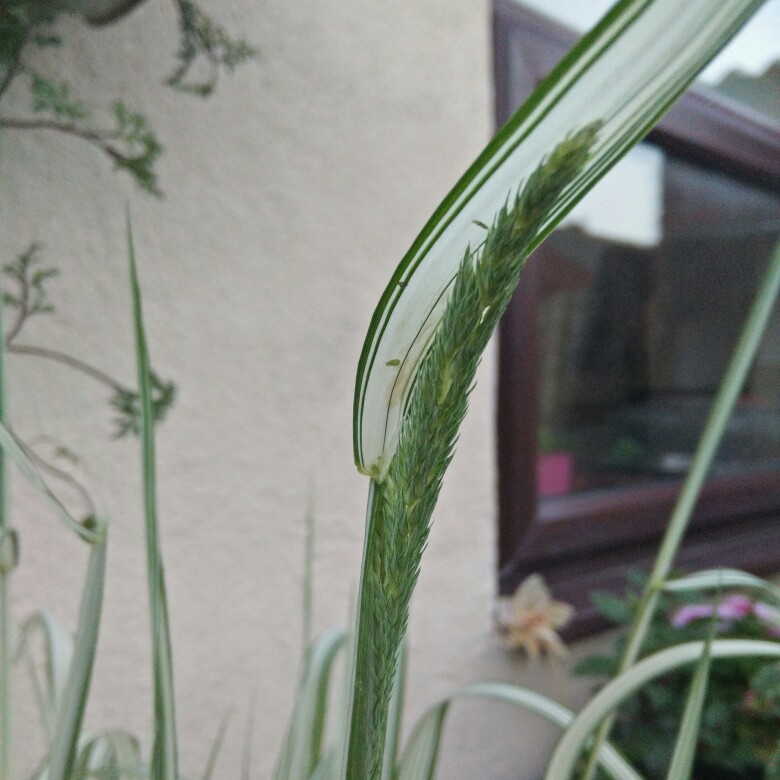 plant image 131227