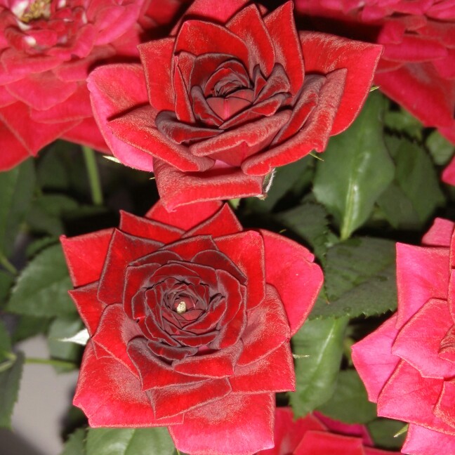 Rosa (Miniature)