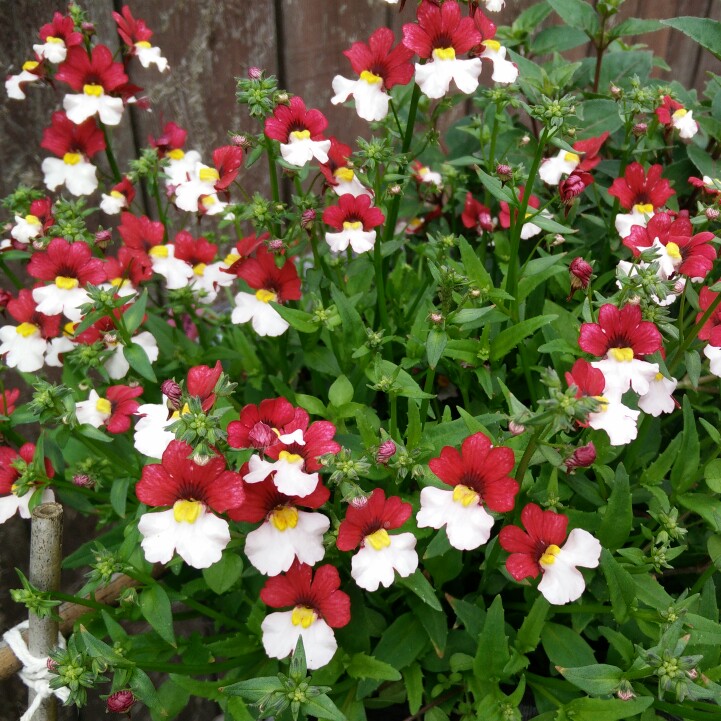 plant image 131422 plant image 131422