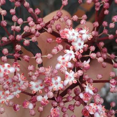 Sambucus nigra f. porphyrophylla 'Eva' syn. Sambucus nigra f. porphyrophylla 'Black Lace', Sambucus nigra 'Black Lace'