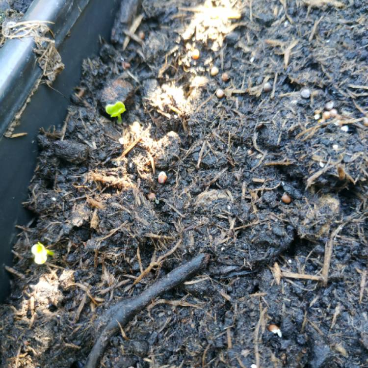 plant image 1318079 plant image 1318079