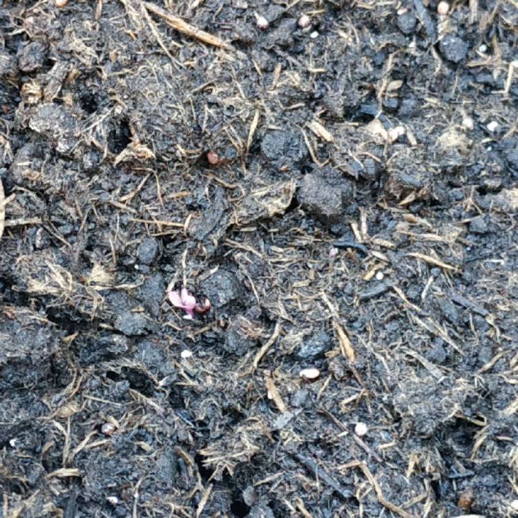 plant image 1318082 plant image 1318082