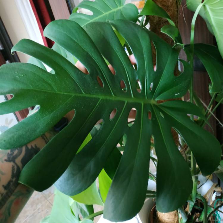 plant image 1324852