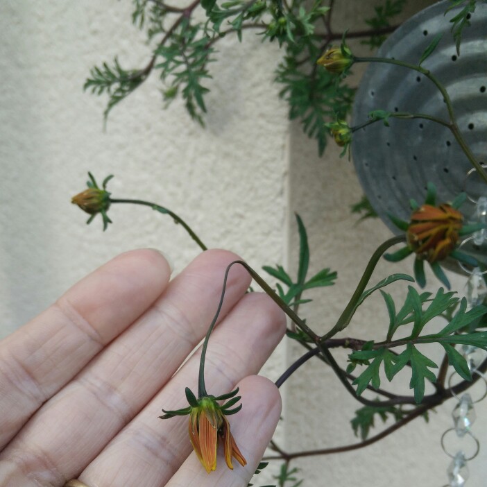 plant image 132698