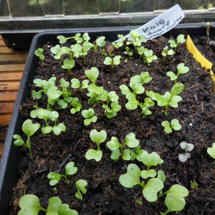 plant image 1328376 plant image 1328376