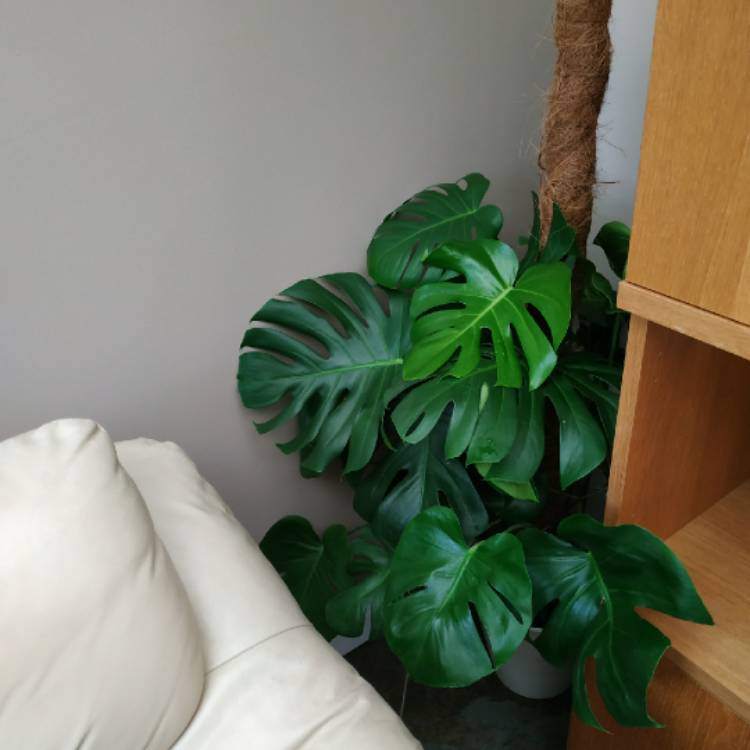 plant image 1328727