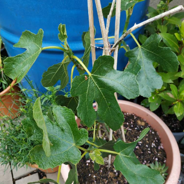 plant image 1330097