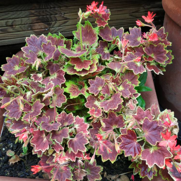 plant image 1330099 plant image 1330099