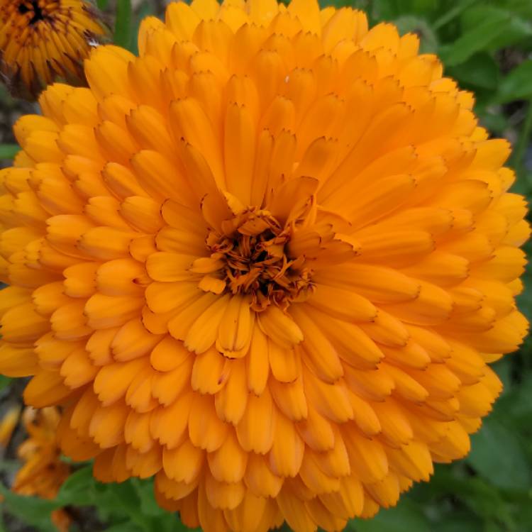 plant image 1332378