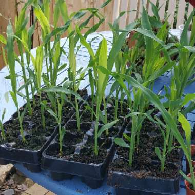 Zea mays 'Amaize'