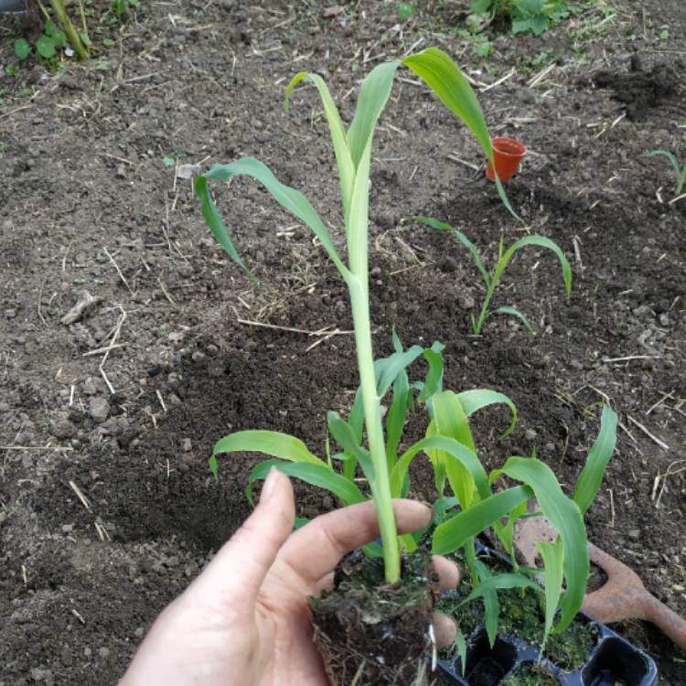 plant image 1337657 plant image 1337657