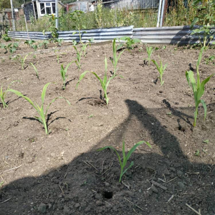 plant image 1341435 plant image 1341435