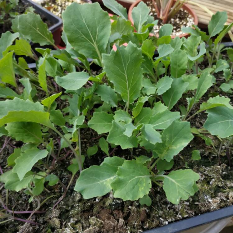 plant image 1342316 plant image 1342316