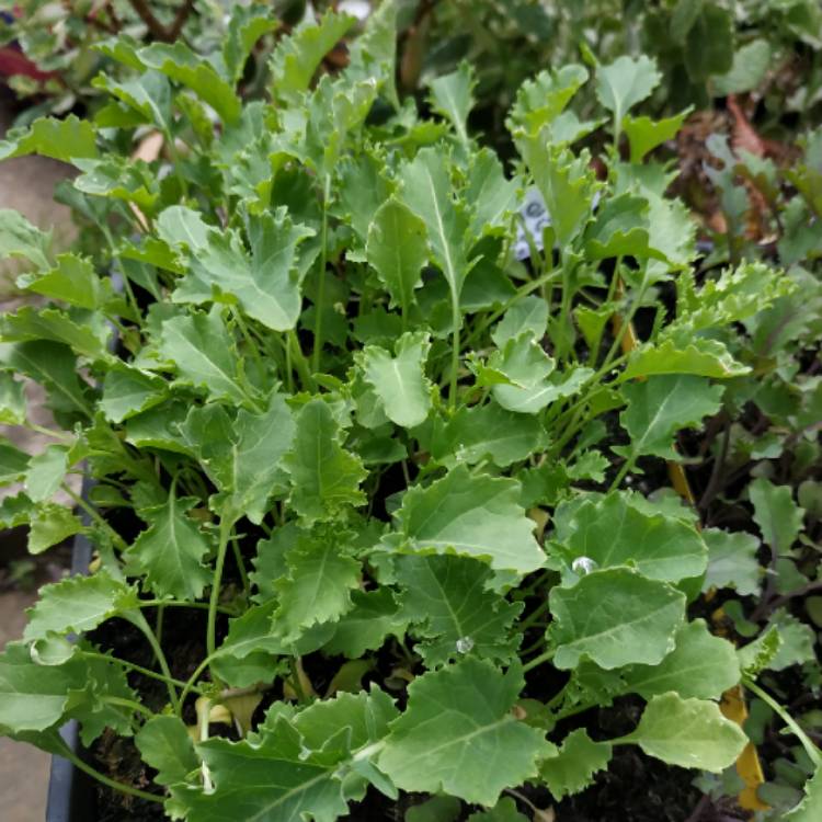 plant image 1342317 plant image 1342317
