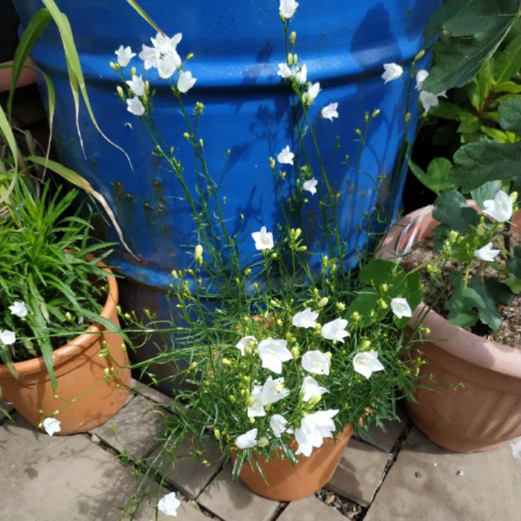 plant image 1342426