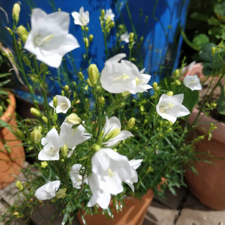 plant image 1342427