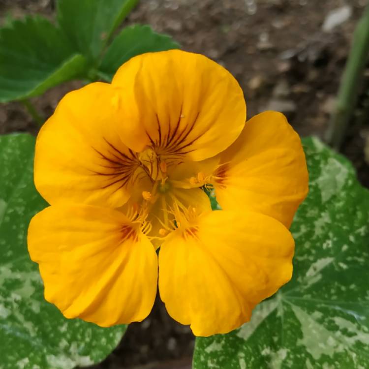 plant image 1342433 plant image 1342433
