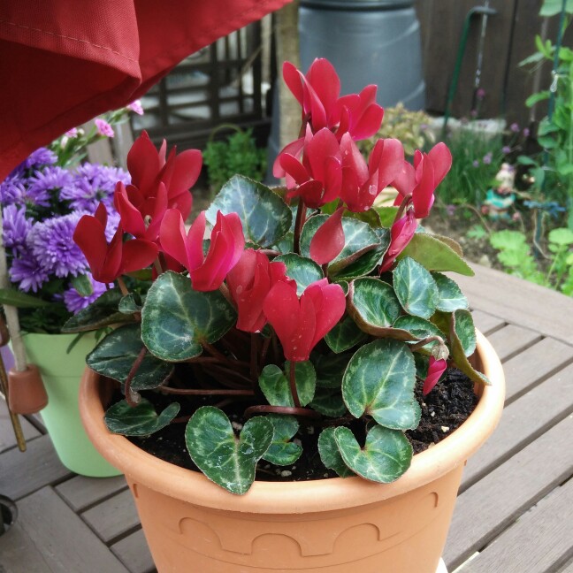 plant image 135513 plant image 135513
