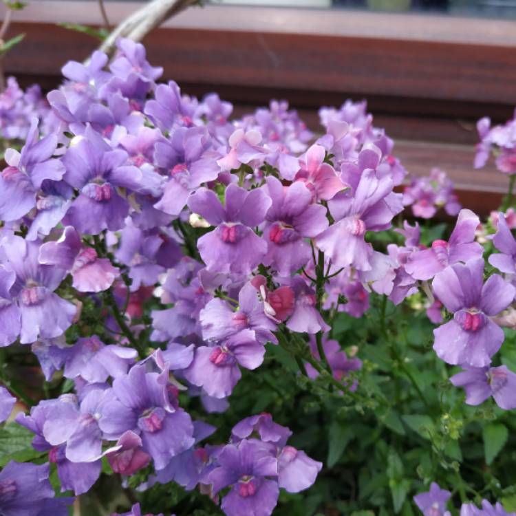plant image 1359487 plant image 1359487