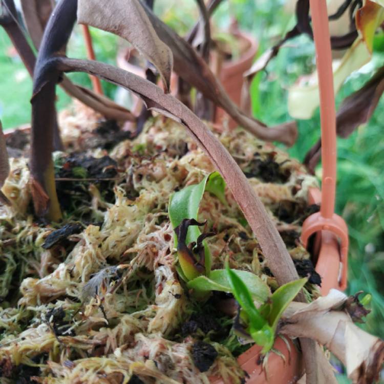 plant image 1359497 plant image 1359497
