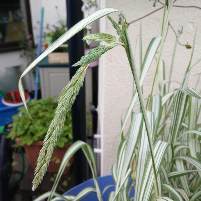 plant image 135974
