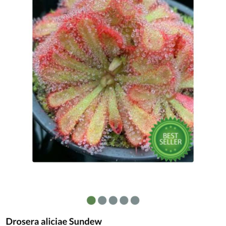 Plant image Drosera aliciae 'Sundew'