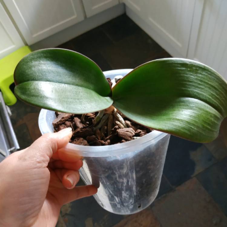 plant image 1361414 plant image 1361414
