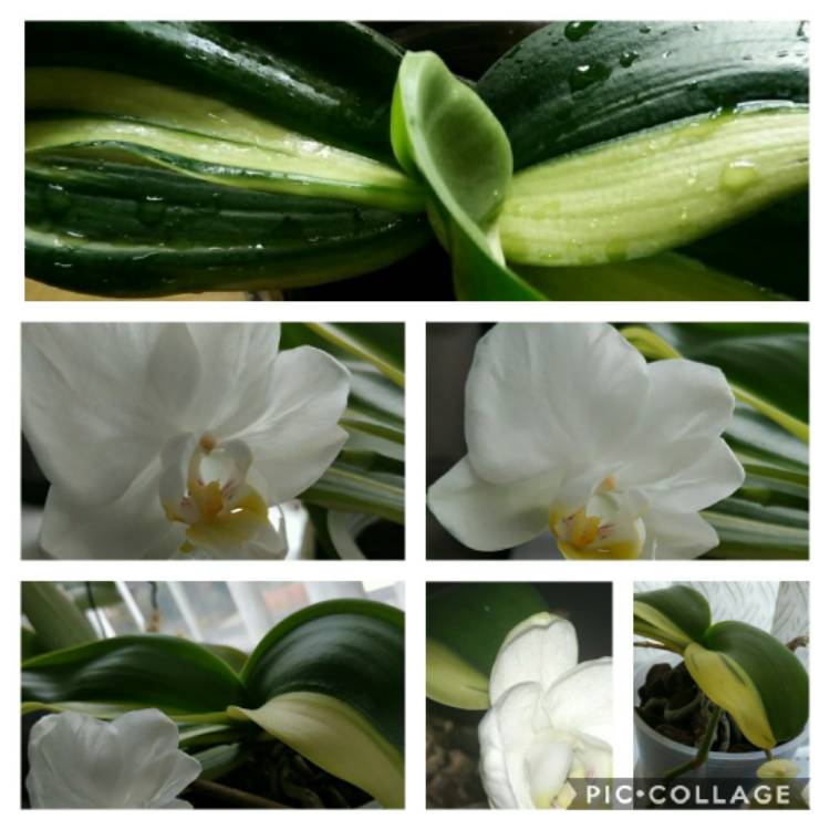plant image 1361507