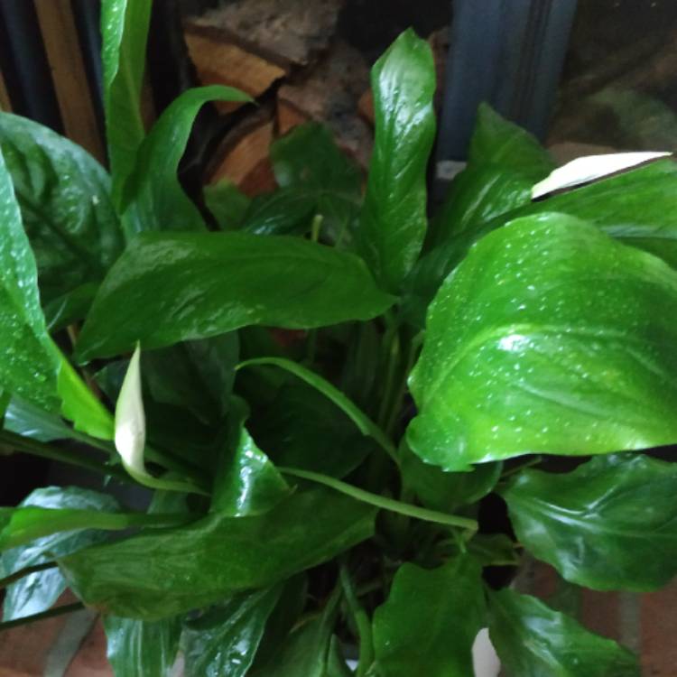 plant image 1362029