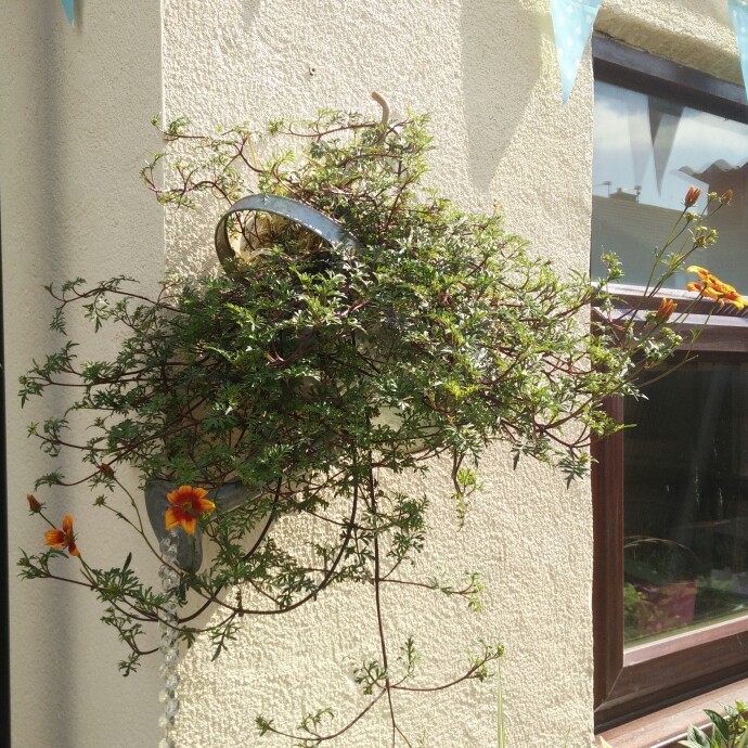 plant image 136435