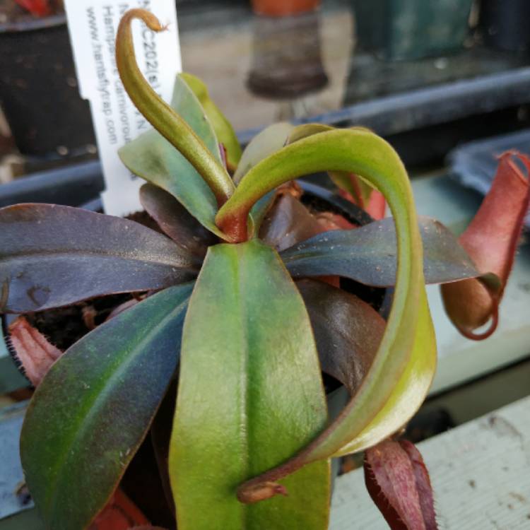 plant image 1364895 plant image 1364895