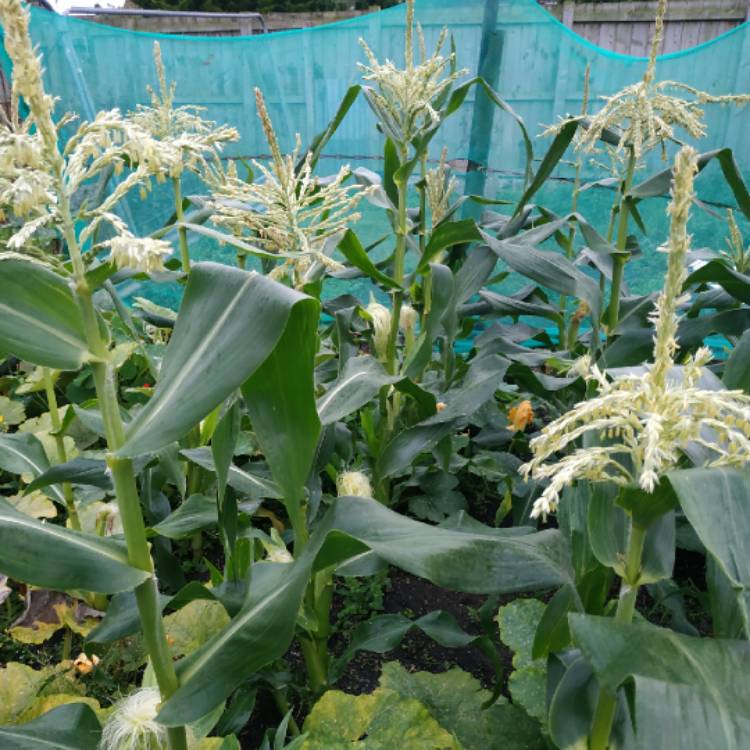 plant image 1380902 plant image 1380902