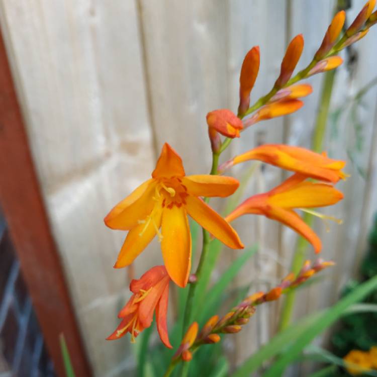 plant image 1386233