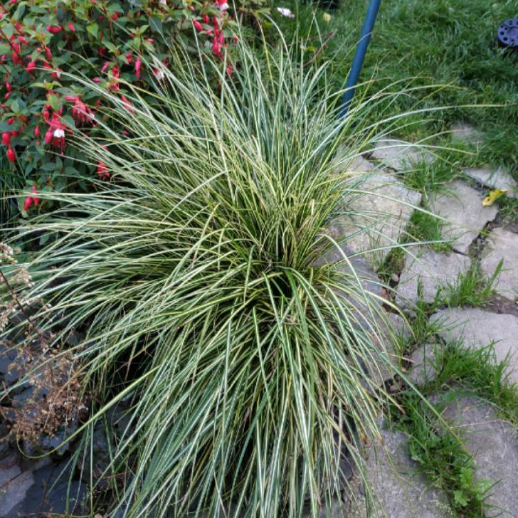 plant image 1386240