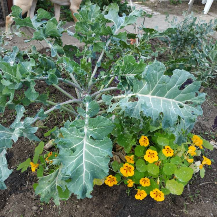 plant image 1394498 plant image 1394498
