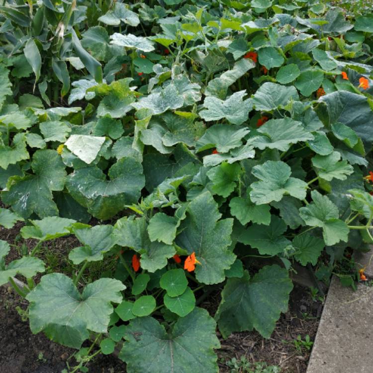 plant image 1394500 plant image 1394500
