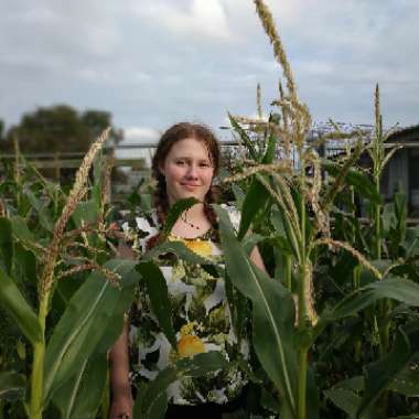 Zea mays var. saccharata 'Minipop' F1
