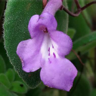 Streptocarpus saxorum
