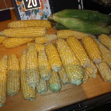 Zea mays 'Amaize'