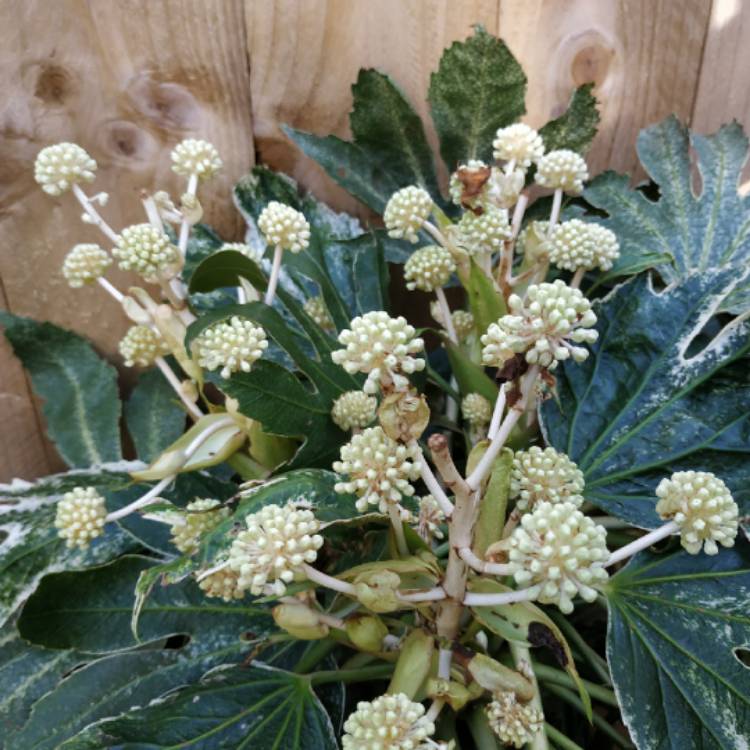 plant image 1415362 plant image 1415362