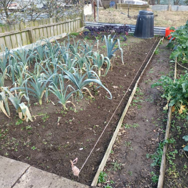 plant image 1416847 plant image 1416847