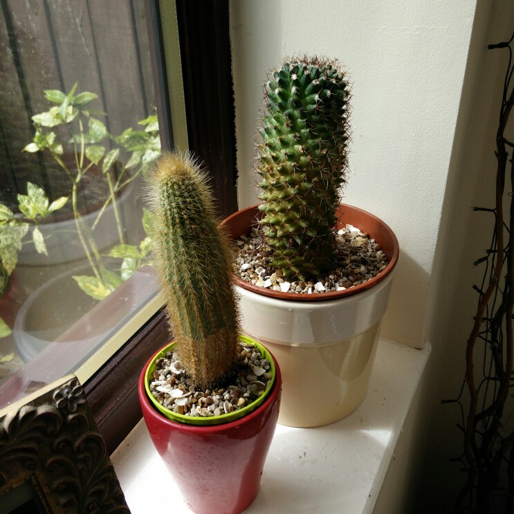 plant image 142079