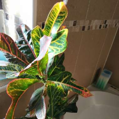 Codiaeum variegatum