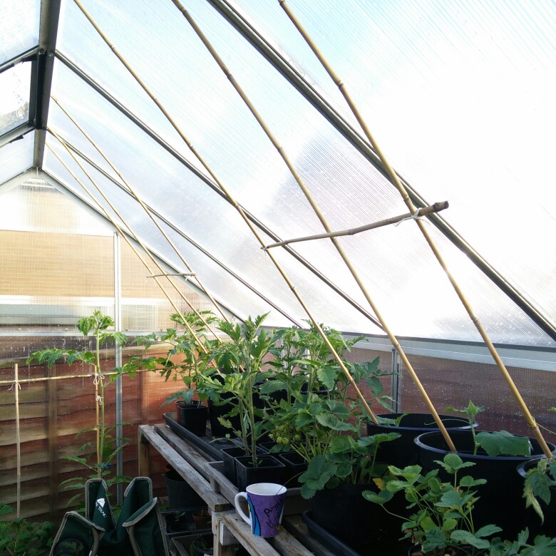 Cucumis Sativus 'Marketmore'