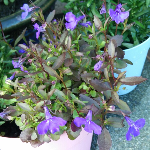 plant image 143222 plant image 143222