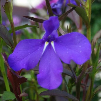 plant image 143223 plant image 143223