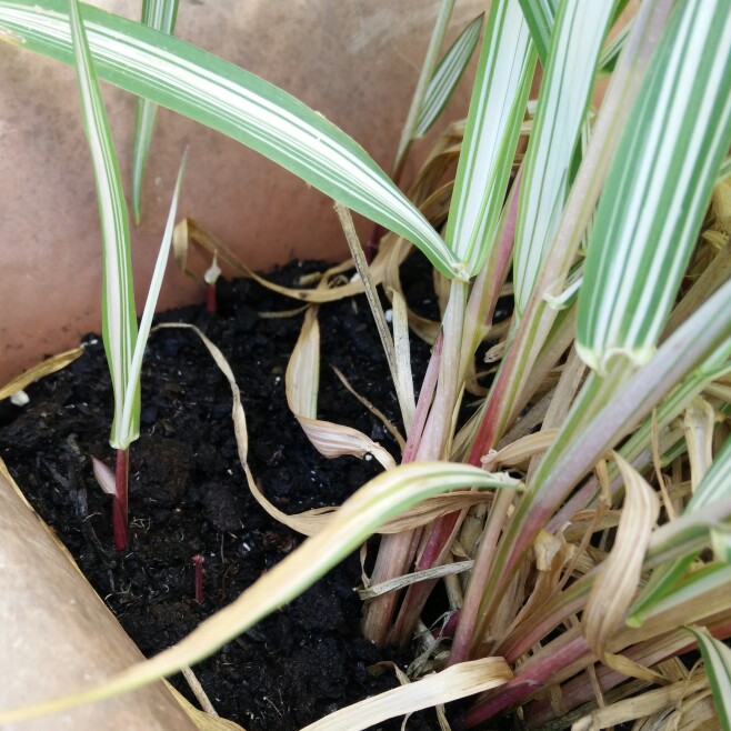 plant image 143739