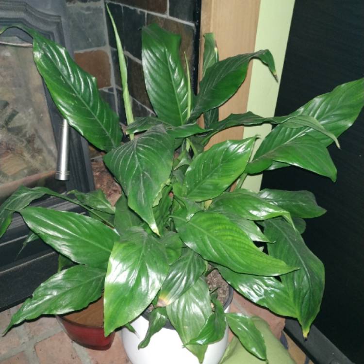 plant image 1437924