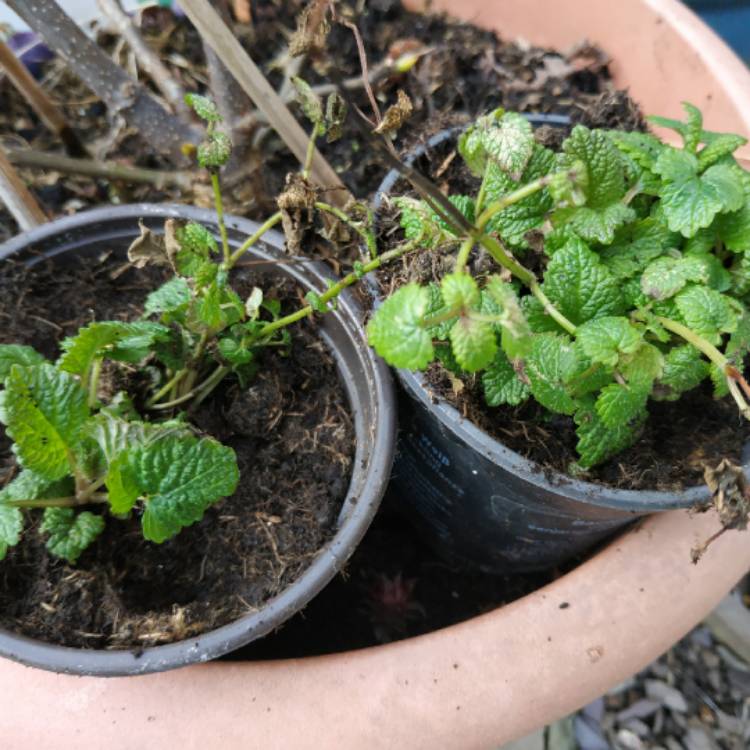 plant image 1450779